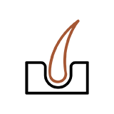 毛包イラスト